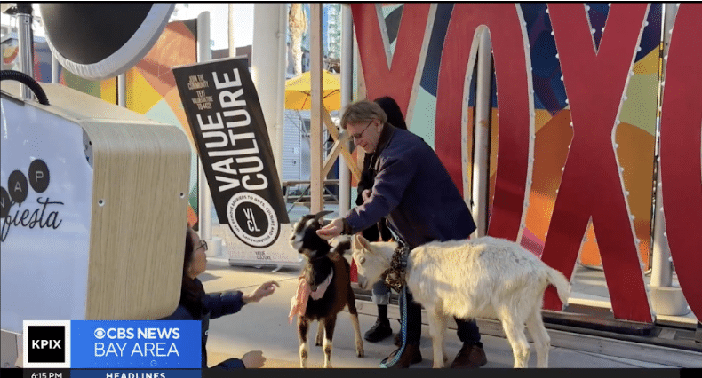Person interacting with goats in front of a large ‘LOVE’ sign during a Valentine’s Day event in San Francisco